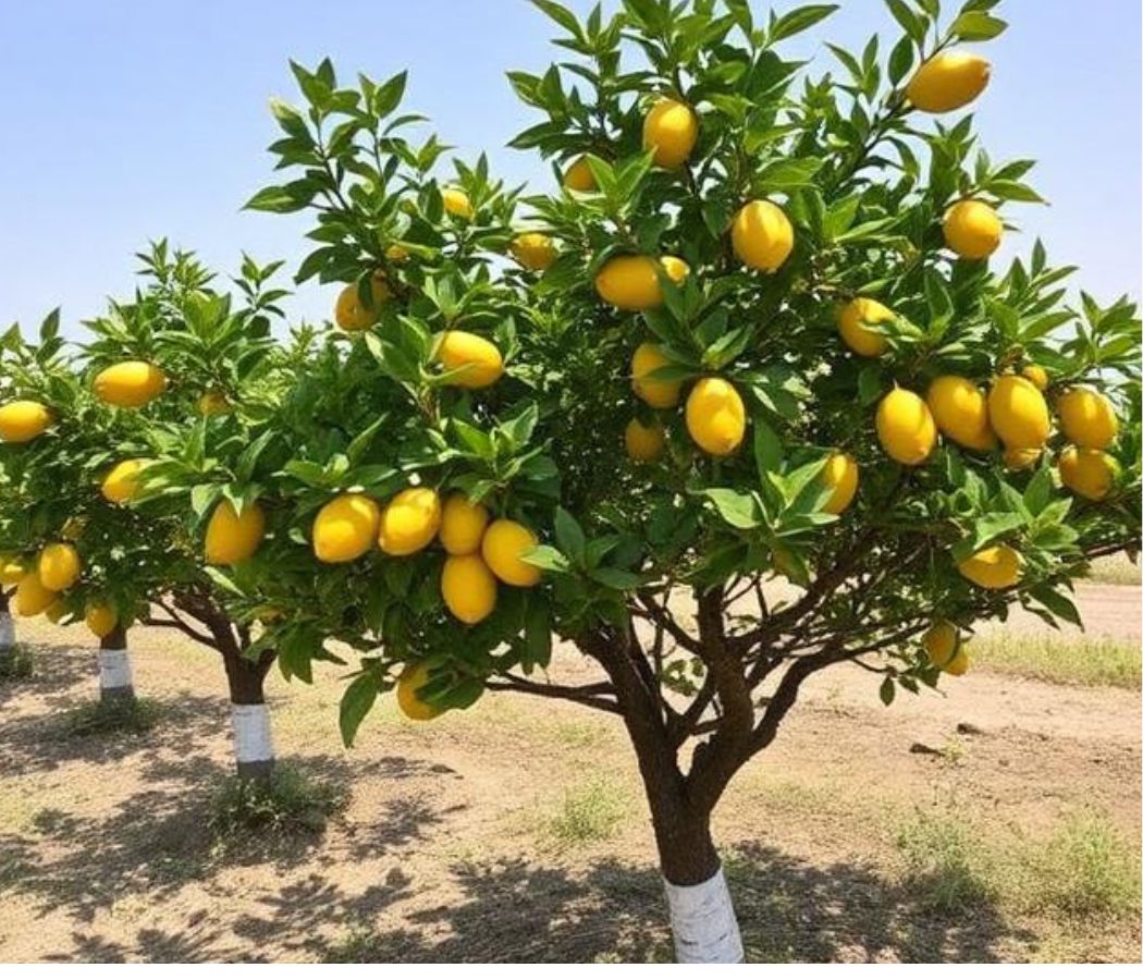as long as the lemon trees grow